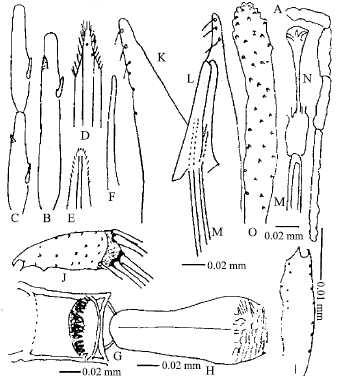 Image for - Taxonomic Morphology of Sergentomyia dentata arpaklensis Perfiliev (1933) from Pakistan (Diptera, Psychodidae, Phlebotominae)