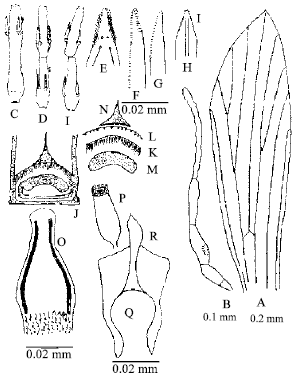 Image for - New Records of Sergentomyia (Parratomyia) grekovi Khodukin  (1929) from Balochistan and Sergentomyia (Parratomyia) freetownensis  Sinton (1930) var. (Diptera, Psychodidae) from Pakistan
