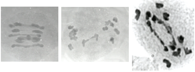 Image for - Agricultural and Cytological Characteristics of M1 Perennial Rye (Secale montanum Guss.) as Effected by the Application of Different Doses of Gamma Rays