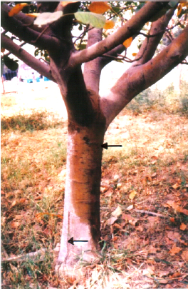 Image for - Structural and Biochemical Study of Apple (Malus pumilo L.) Bark Splitting  Disorder in Balochistan