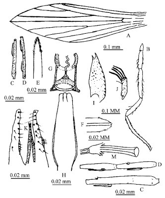Image for - Taxonomic Morphology of Sergentomyia (Sintonius) clydei Sinton  (1928) and Sergentomyia (Sintonius) tiberiadis pakistanica  Artemiev and Safayanova (1974) (Diptera, Psychodidae) from Pakistan