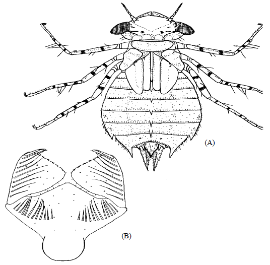 Image for - The Description of the Naiads of Orthetrum, Trithemis and Sympetrum (Odonata:Libellulidae) from Sindh Province