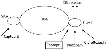 Image for - Drug-Drug Interactions Between Ciprofloxacin and Captopril at Binding Sites of Bovine Serum Albumin