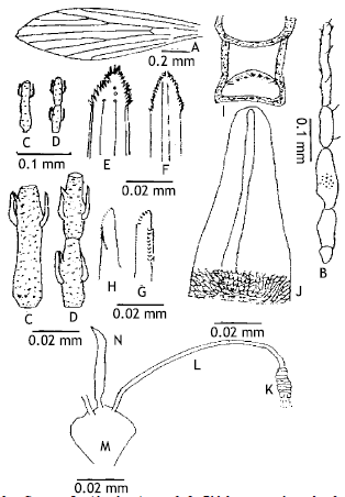 Image for - Taxonomic Morphology of Phlebotomus (Paraphlebotomus) sergenti Parrot (1917) and Phlebotomus alexandri Sinton (1928) (Diptera, Psychodidae) of Pakistan