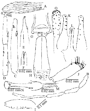 Image for - Taxonomic Morphology of Sergentomyia (Sergentomyia) babu babu Annandale (1910), Sergentomyia palestinensis Adler and Theodor (1927) and Sergentomyia baghdadis Adler and Theodor (1929) (Diptera, Psychodidae) of Pakistan