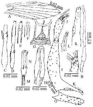 Image for - Taxonomic Morphology of Sergentomyia (Sintonius) clydei Sinton  (1928) and Sergentomyia (Sintonius) tiberiadis pakistanica  Artemiev and Safayanova (1974) (Diptera, Psychodidae) from Pakistan