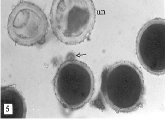 Image for - Effect of Air Pollution on Some Cytogenetic Characteristics, Structure, Viability  and Proteins of Zinnia elegans Pollen Grains