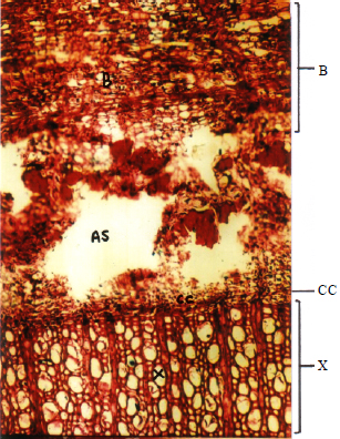 Image for - Structural and Biochemical Study of Apple (Malus pumilo L.) Bark Splitting  Disorder in Balochistan