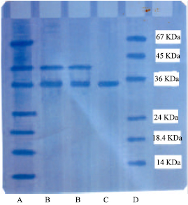Image for - Identification, Purification and Characterization of Lipase from Germinating Oil Seeds (Brassica napus L.)