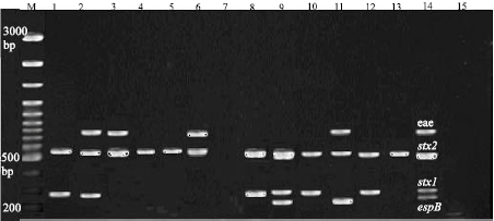 Image for - Identification of Virulence Genes in Isolated Escherichia coli from Diarrheic Calves and Lambs by Multiplex Polymerase Chain Reaction