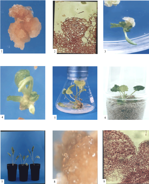 Image for - In vitro Plant Regeneration from Callus of Cotyledons in Canola (Brassica napus L.)