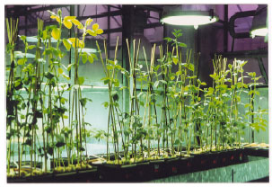 Image for - Effect of Salinity, Mineral Ions and Organic Solutes Contents on Vicia faba L.