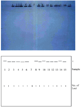 Image for - Isozyme analysis of seedling samples in some species of Hyoscyamus from Iran