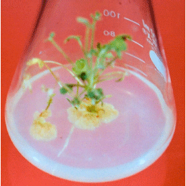 Image for - Callogenesis and Direct Organogenesis of Artemisia scoparia