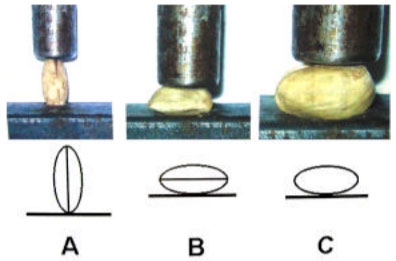 Image for - The Determination of Some Physical Properties of Pistachio vera L.