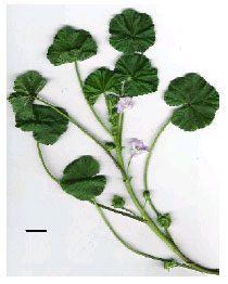 Image for - Morphological, Anatomical and Ecological Studies on Medicinal and Edible Plant Malva neglecta Wallr. (Malvaceae)