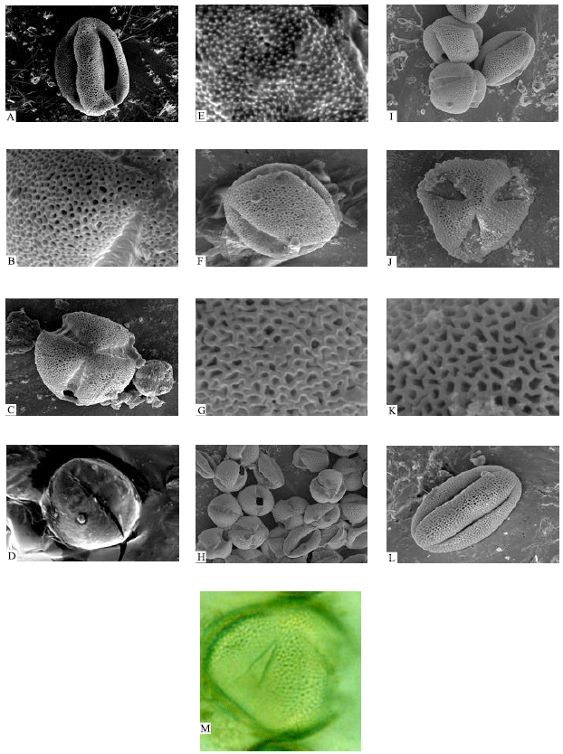 Image for - Pollen Morphology of Some Species of Verbasum (Scrophulariaceae) in Urmia