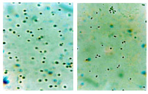 Image for - Isolation of New Isolate of Micro Algae Chlorella sp. Al-25 from Tiab Estuary of Iran