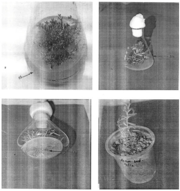 Image for - Rapid in vitro Clonal Propagation of Lavendula officinalis chaix a Multipurpose Plant of Industrial Importance