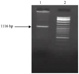 Image for - Molecular Cloning of the Streptokinase Mutant Gene