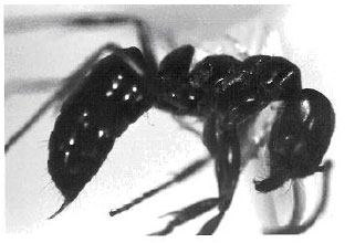 Image for - The First Occurrence of Fire Ant Pachycondyla sennaarensis (Hym.: Formicidae), Southeastern Iran