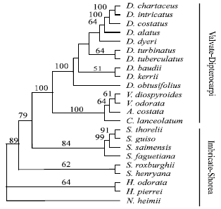 Image for - Molecular Phylogeny of Dipterocarpaceae in Thailand Using trnL-trnF and atpB-rbcL Intergenic Spacer Region in Chloroplast DNA