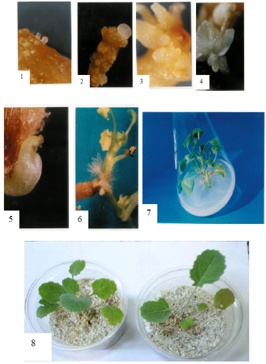 Image for - Somatic Embryogenesis and Plant Regeneration in Brassica napus L.