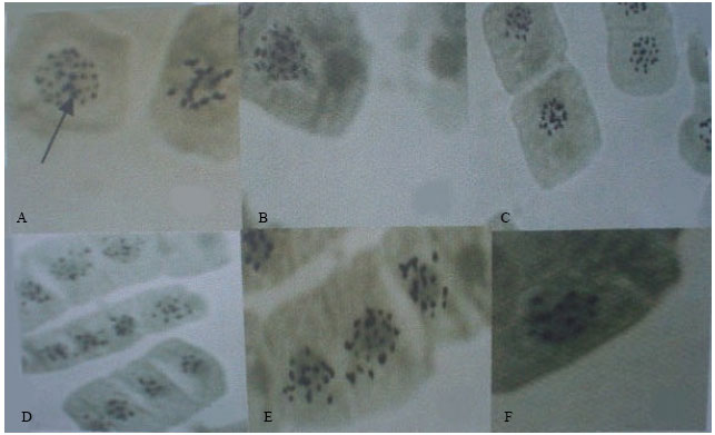 Image for - Interphase Nuclear Behaviour of Triticum-Hordeum Hybrids