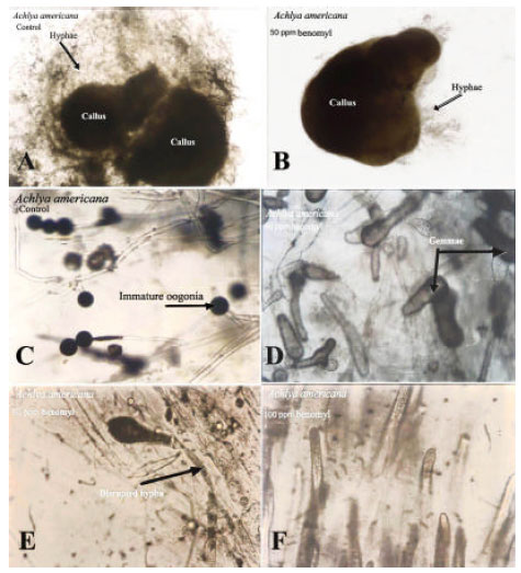 Image for - Effect of Benomyl Treated Garlic on Growth and Sporulation of Pythium aphanidermatum and Achlya americana