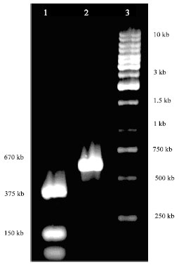 Image for - Cloning and Overexpression of rplL Gene of Brucella abortus in Escherichia coli