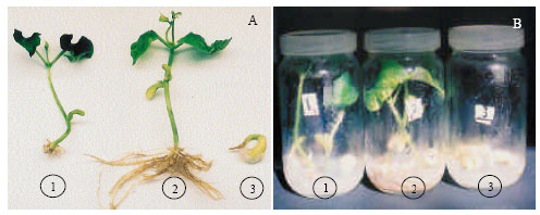 Image for - Induced Salt Tolerance in Common Bean (Phaseolas vulgaris L.) by Gamma Irradiation