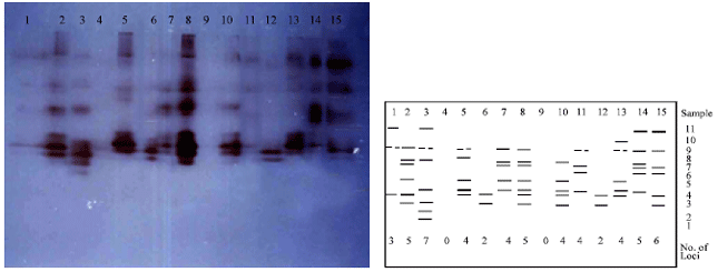 Image for - Isozyme analysis of seedling samples in some species of Hyoscyamus from Iran