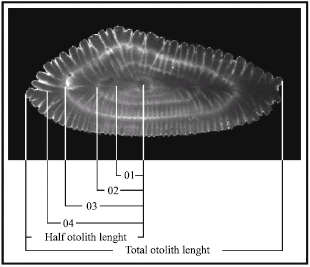 Image for - A Preliminary Study on Otolith-total Length Relationship of the Common Hake (Merluccius merluccius L., 758) in Izmir Bay, Aegean Sea