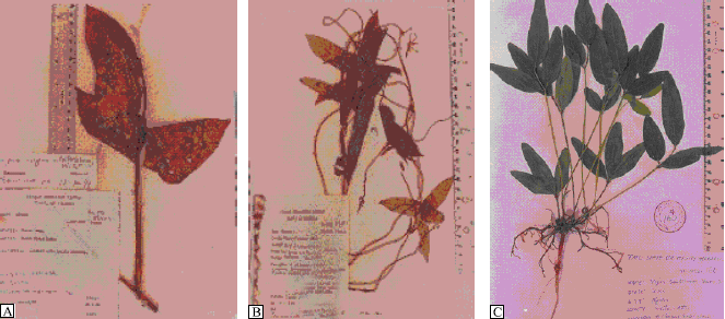 Image for - Observations on the Vegetative and Floral Morphology of Some Vigna Species (Leguminosae-Papilionoideae)