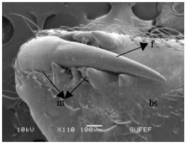Image for - Functional Morphology of the Venom Apparatus of Larinioides ixobolus (Araneae: Araneidae)