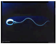 Image for - Study on Qualitative Change of Spermatozoid on Lori Ram in vitro