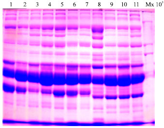 Image for - Distribution and Electrophoretic Aspects of Blood-Serum Proteins of the Genus Spermophilus (Mammalia: Rodentia) in Eastern Turkey and Iran
