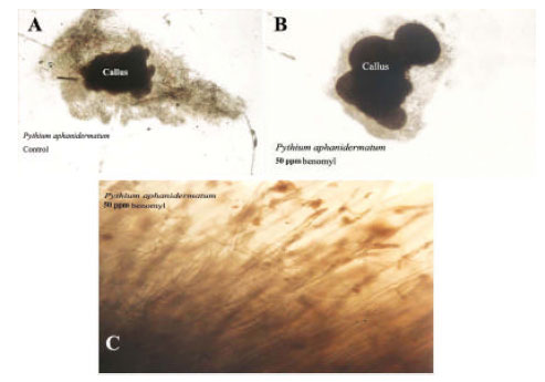 Image for - Effect of Benomyl Treated Garlic on Growth and Sporulation of Pythium aphanidermatum and Achlya americana