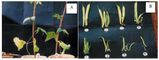 Image for - Induced Salt Tolerance in Common Bean (Phaseolas vulgaris L.) by Gamma Irradiation