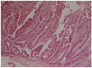 Image for - Severe and Diffuse Nodular Hyperplasia of Jejunum Due to Eimeria Species in an Iranian Native Kid