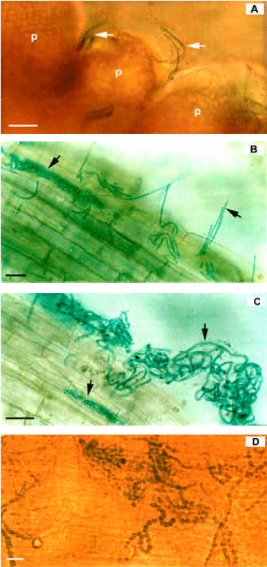 Image for - Para-nodule Induction in Wheat, Maize and Rice with 2,4-D and its Infection with Nostoc rivulare Kützing