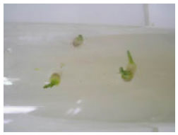 Image for - Symbiotic and Asymbiotic Germination of Endangered Spiranthes spiralis (L.) Chevall. and Dactylorhiza osmanica (Kl.) Soó var. Osmanica (Endemic)