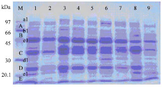 Image for - The Use of Seed Proteins Revealed by SDS-PAGE in Taxonomy of Some Lathyrus L. Species Grown in Turkey