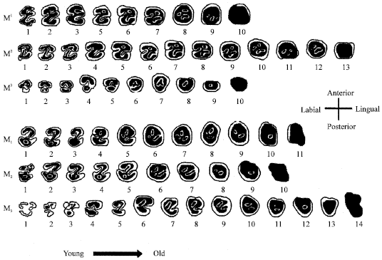 Image for - Morphological Comparisons of Seven Chromosomal Forms of Spalax leucodon Nordmann, 1840 (Mammalia: Rodentia) in Turkey