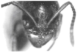Image for - The First Occurrence of Fire Ant Pachycondyla sennaarensis (Hym.: Formicidae), Southeastern Iran