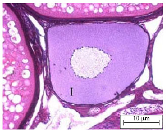 Image for - Changing of Follicular Epithelium During Oogenesis in Rainbow Trout  (Oncorhynchus mykiss, W.), Studied by Light and Electron Microscopy