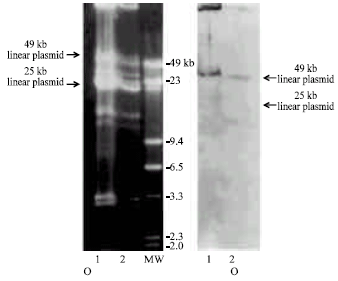 Image for - Linear and Circular Plasmids in Skin and Cerebrospinal Fluid Isolates of Borrelia burgdorferi Agent of Lyme Disease