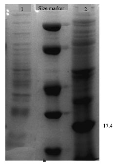 Image for - Cloning and Overexpression of rplL Gene of Brucella abortus in Escherichia coli