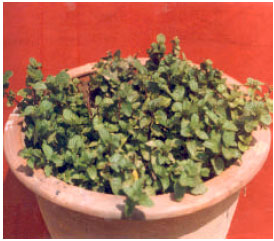 Image for - Clonal Propagation of Mentha arvensis L. Through Nodal Explant