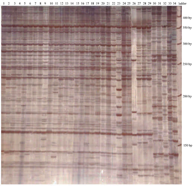 Image for - AFLP Analyses of Genetic Variation in Iranian Fescue Accessions